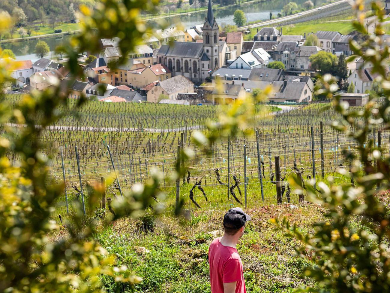 Randonneur dans les vignes au-dessus d’Ahn et de la Moselle